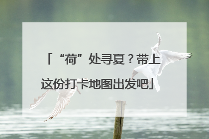 “荷”处寻夏？带上这份打卡地图出发吧