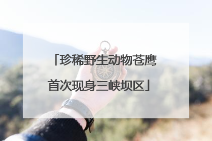 珍稀野生动物苍鹰首次现身三峡坝区