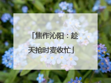 焦作沁阳：趁天抢时麦收忙