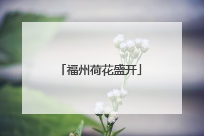 福州荷花盛开