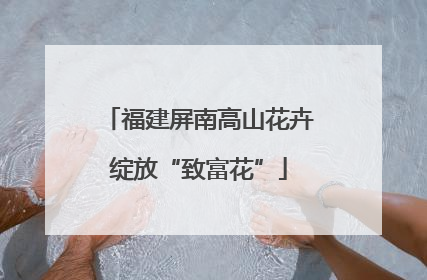 福建屏南高山花卉绽放“致富花”