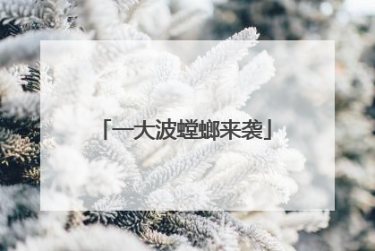 一大波螳螂来袭