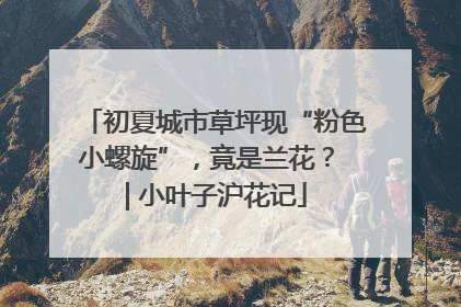 初夏城市草坪现“粉色小螺旋”，竟是兰花？ | 小叶子沪花记