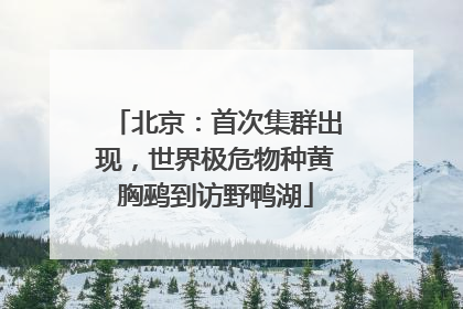 北京：首次集群出现，世界极危物种黄胸鹀到访野鸭湖