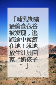 哺乳期猪獾偷食苞谷被发现，逃跑途中累瘫在地！就地放生让其回家“奶孩子”