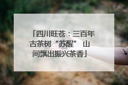 四川旺苍：三百年古茶树“苏醒” 山间飘出振兴茶香