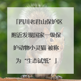 四川老君山保护区附近发现国家一级保护动物小灵猫 被称为“生态试纸”