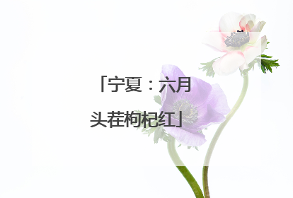 宁夏：六月头茬枸杞红