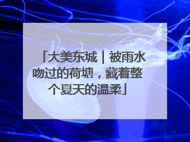 大美东城｜被雨水吻过的荷塘，藏着整个夏天的温柔