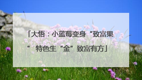 大悟：小蓝莓变身“致富果” 特色生“金”致富有方