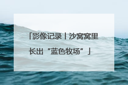 影像记录丨沙窝窝里长出“蓝色牧场”