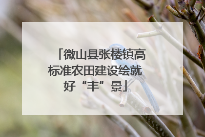 微山县张楼镇高标准农田建设绘就好“丰”景