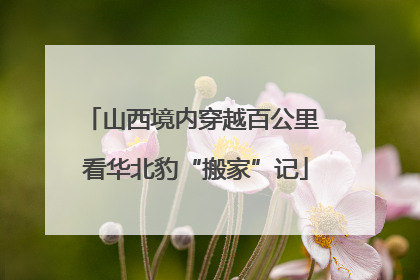 山西境内穿越百公里 看华北豹“搬家”记