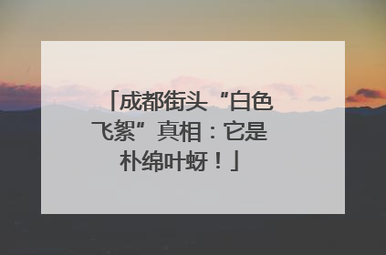 成都街头“白色飞絮”真相：它是朴绵叶蚜！