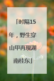 时隔15年，野生穿山甲再现湖南桂东