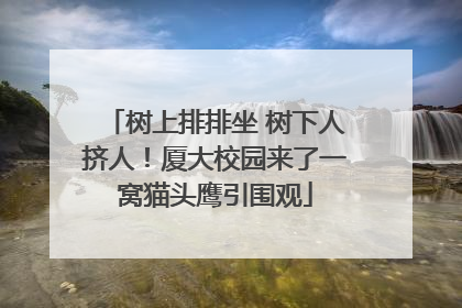 树上排排坐 树下人挤人！厦大校园来了一窝猫头鹰引围观