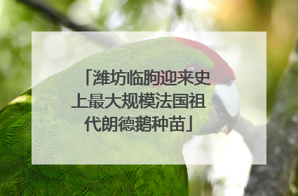 潍坊临朐迎来史上最大规模法国祖代朗德鹅种苗