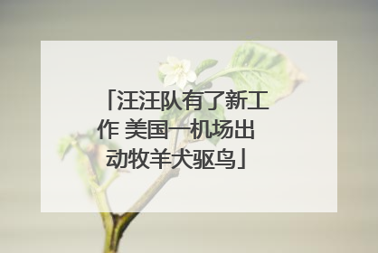 汪汪队有了新工作 美国一机场出动牧羊犬驱鸟