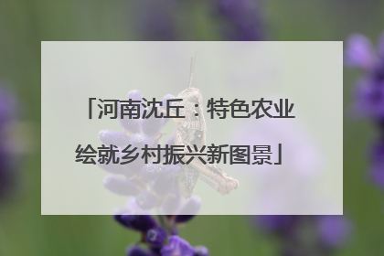 河南沈丘：特色农业绘就乡村振兴新图景