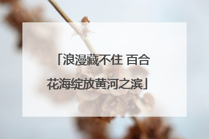 浪漫藏不住 百合花海绽放黄河之滨