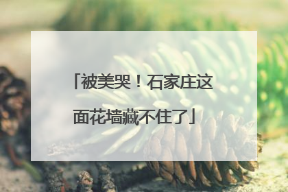 被美哭！石家庄这面花墙藏不住了