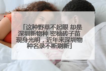 这种野草不起眼 却是深圳新物种 密穗砖子苗现身光明，近年来深圳物种名录不断刷新