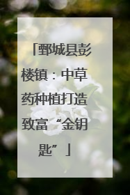 鄄城县彭楼镇：中草药种植打造致富“金钥匙”
