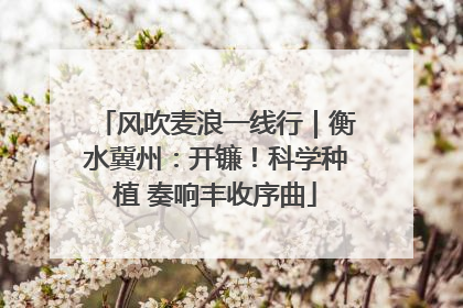 风吹麦浪一线行｜衡水冀州：开镰！科学种植 奏响丰收序曲